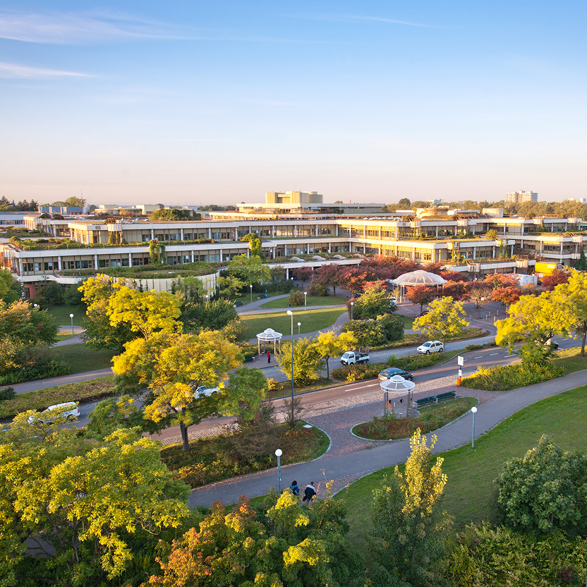 Exterior view of the head clinic from an elevated perspective. Trees stand in the foreground in warm evening light.